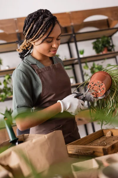 African american florist with trendy hairstyle working in flower shop and cutting roots of plant before transplanting — Stock Photo