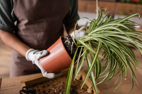 Cropped view of african american woman in work gloves transplanting green plant in flower shop — Stock Photo