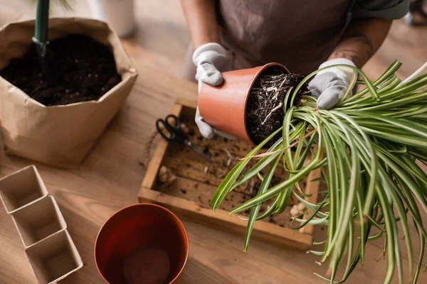 Top view of cropped african american woman in work gloves transplanting green plant near paper bag with soil — Stock Photo