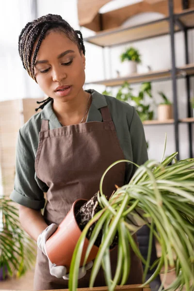 Pretty african american florist in apron transplanting green plant on blurred foreground — Stock Photo