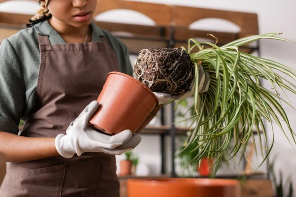 Vue partielle du fleuriste afro-américain dans des gants de travail sortant la plante du pot de fleurs — Photo de stock