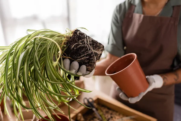 Обрезанный вид на африканского американского флориста, держащего цветочный горшок и зеленое растение во время работы в цветочном магазине — стоковое фото