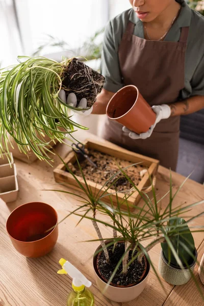 Partial view of african american woman transplanting green plants in flower shop — Stock Photo