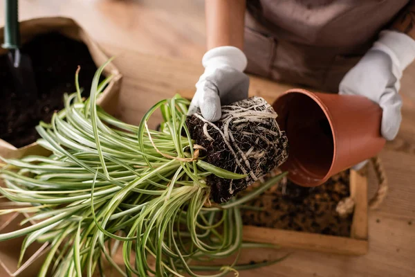 Partial view of african american florist in work gloves taking plant out of flowerpot near paper bag with soil — Stock Photo
