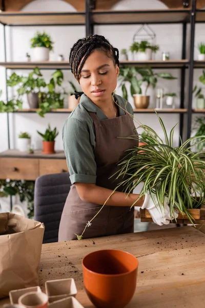 Joven florista afroamericana sosteniendo planta verde y mirando macetas mientras trabaja en la tienda - foto de stock