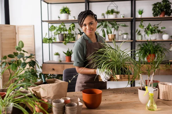 Pretty african american florist looking at a camera while holding plant near flowerpots on table in shop — Stock Photo
