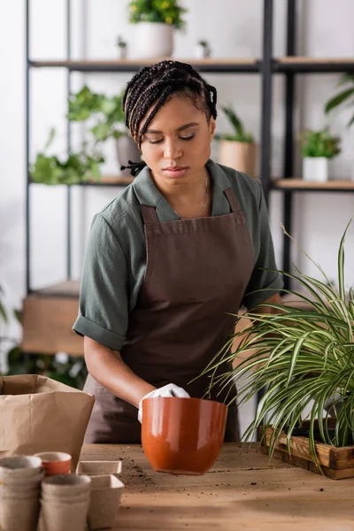 African american woman with trendy hairstyle holding flowerpot and plant with green leaves — Stock Photo