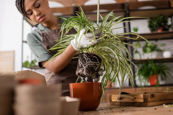 African american florist holding green plant with roots near red flowerpot while working in flower shop — Stock Photo