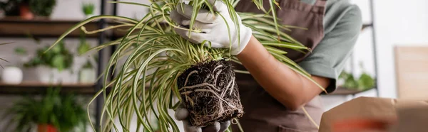 Vista parziale della donna afro-americana che tiene in mano una pianta verde con radici mentre lavora nel negozio di fiori, banner — Foto stock