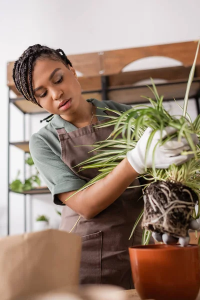 Young african american florist holding green plant with roots near red flowerpot — Stock Photo