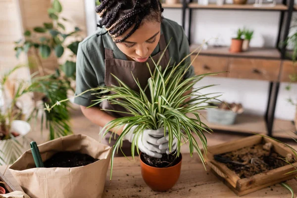 Молодой африканский флорист пересаживает зеленое растение в новый цветочный горшок рядом с бумажным пакетом с почвой — стоковое фото