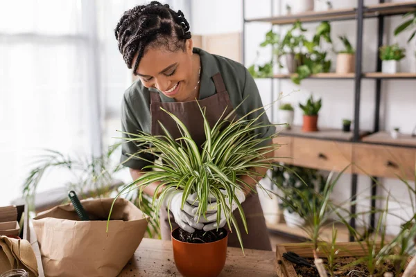 Fröhliche afrikanisch-amerikanische Floristin in Arbeitshandschuhen pflanzt grüne Pflanze in Blumentopf — Stockfoto