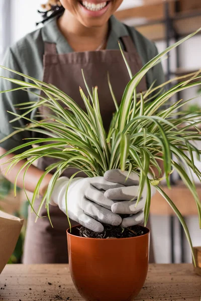 Vista cortada de florista americano africano feliz em luvas de trabalho transplantando planta verde em vaso de flores — Fotografia de Stock