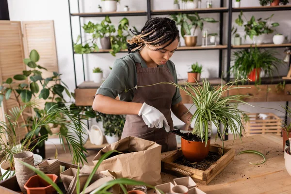 African american florist with stylish braids transplanting plant near different flowerpots on table in flower shop — Stock Photo