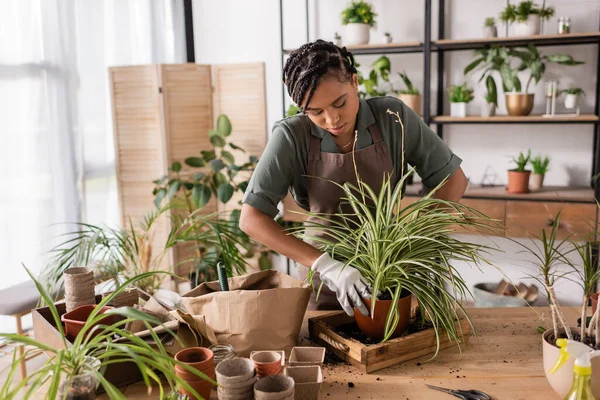 Pretty african american florist in work gloves transplanting plant on table with soil and flowerpots in flower shop — Stock Photo