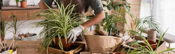Vista cortada de florista americano africano transplantando plantas verdes no local de trabalho em loja de flores, banner — Fotografia de Stock