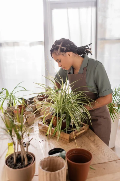 Young and trendy african american florist near green plants and different flowerpots on table in flower shop — Stock Photo