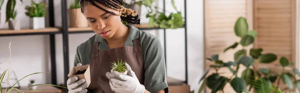 Young and stylish african american florist in work gloves holding small green plant and flowerpot with soil in flower shop, banner — Stock Photo