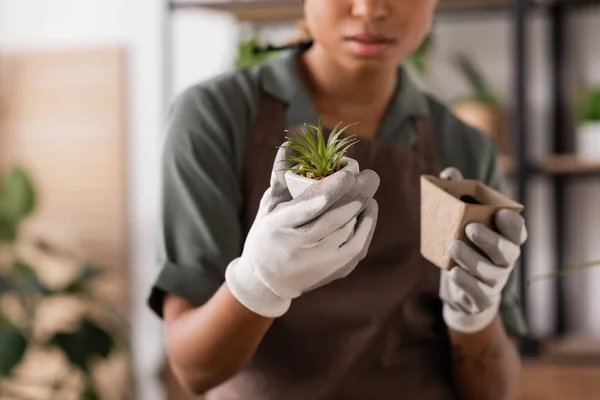 Cropped view of blurred african american florist in work gloves holding small green plant and flowerpot with soil — Stock Photo