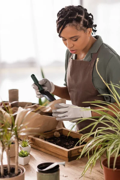 Floristería afroamericana con peinado de moda que sostiene la cucharada de jardín y maceta mientras trabaja cerca de plantas en la tienda - foto de stock