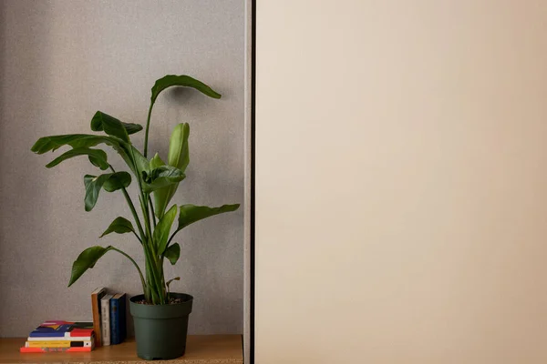 Green plant in flowerpot near different books on shelf near wall in hotel — Photo de stock