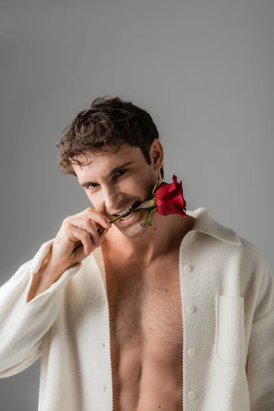 Сексуальна людина в білій куртці на без сорочки тіло тримає червону троянду в зубах, дивлячись на камеру ізольовано на сірому — стокове фото