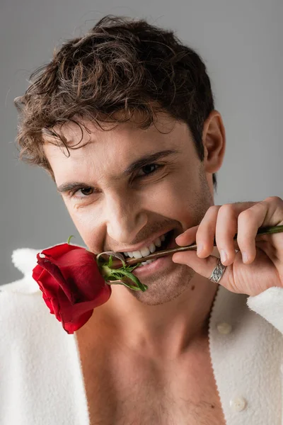 Portrait of sexy brunette man with red rose in teeth looking at camera isolated on grey — Stock Photo