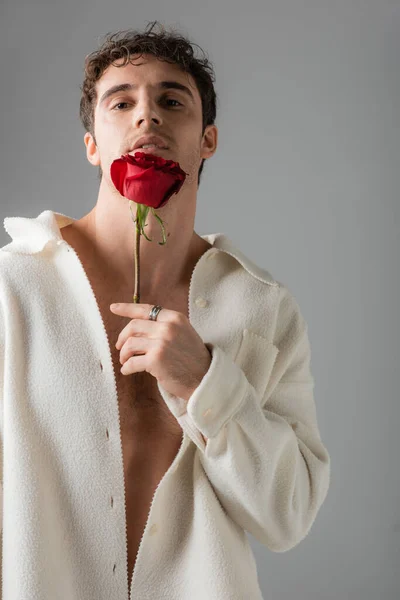 Sexy brunette man holding red rose near face while posing in white and soft jacket on shirtless body isolated on grey — Stock Photo