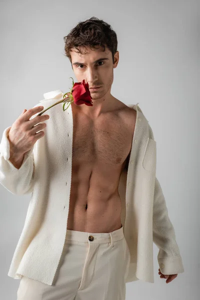 Сексуальний м'язистий чоловік у білій куртці дивиться на камеру, тримаючи червону троянду біля обличчя ізольовано на сірому — стокове фото