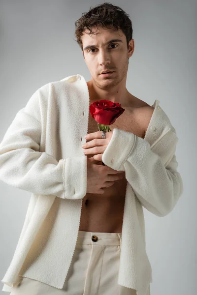 Sexy man in white and soft jacket holding red rose and looking at camera isolated on grey — Fotografia de Stock