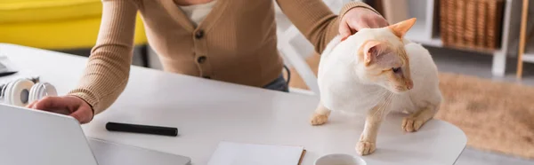 Vue recadrée du rédacteur caressant chat oriental près d'un ordinateur portable à la maison, bannière — Photo de stock