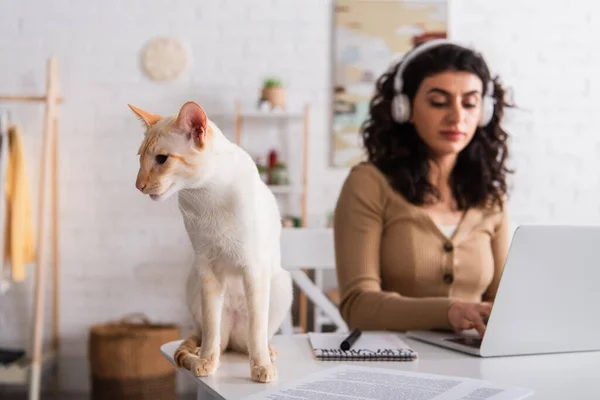 Oriental cat sitting near blurred freelancer using laptop at home — Stock Photo