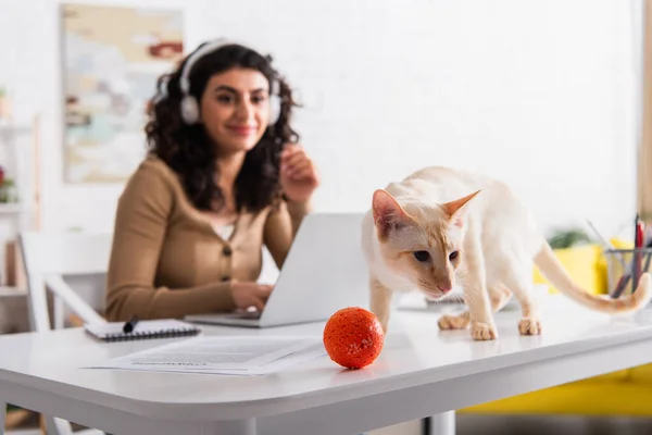 Oriental cat standing near toy on table and blurred freelancer at home — Stock Photo