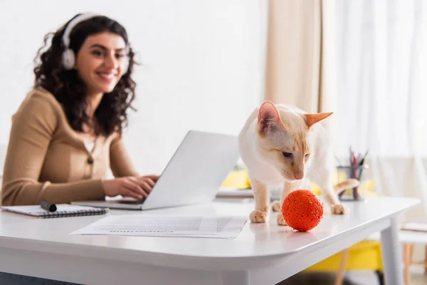 Oriental cat looking at toy near blurred freelancer using laptop at home — Photo de stock