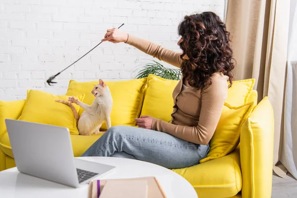 Brunette freelancer playing with oriental cat near laptop and books at home — Stock Photo