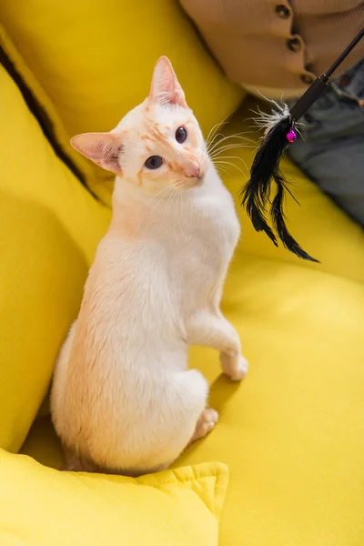 Cropped view of oriental cat sitting near woman and toy on couch — Stock Photo