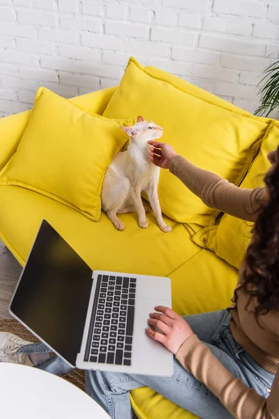 Vista ritagliata di sfocato freelance accarezzare gatto orientale sul divano in soggiorno — Foto stock