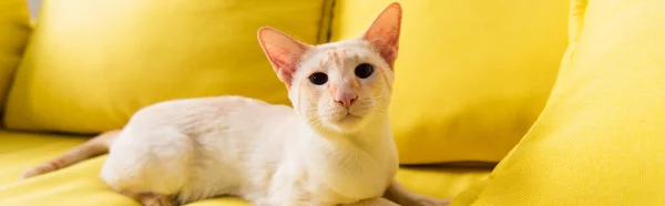 Portrait of purebred oriental cat lying on sofa at home, banner — Stock Photo