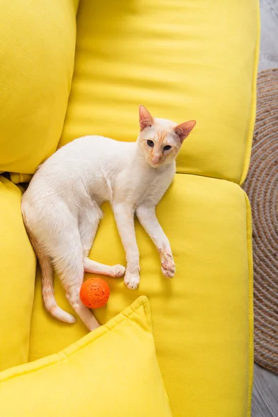 Top view of oriental cat looking at camera near toy on couch — Stock Photo