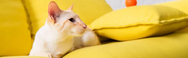 Oriental cat lying on sofa in living room, banner — Stock Photo