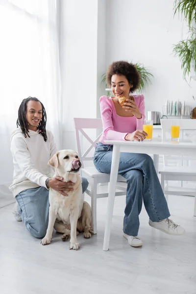 Smiling african american woman holding croissant near boyfriend and labrador in kitchen - foto de stock