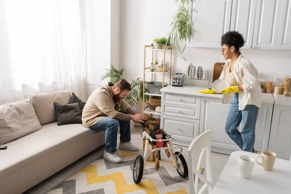 Side view of smiling african american woman holding plate while bearded boyfriend petting disabled dog at home — Stock Photo