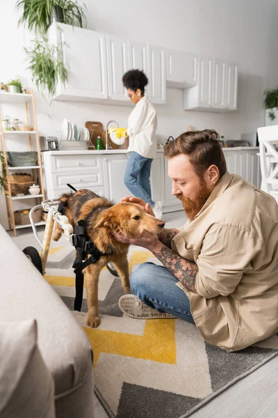 Tattooed man petting disabled dog on wheelchair near african american girlfriend at home — Stock Photo