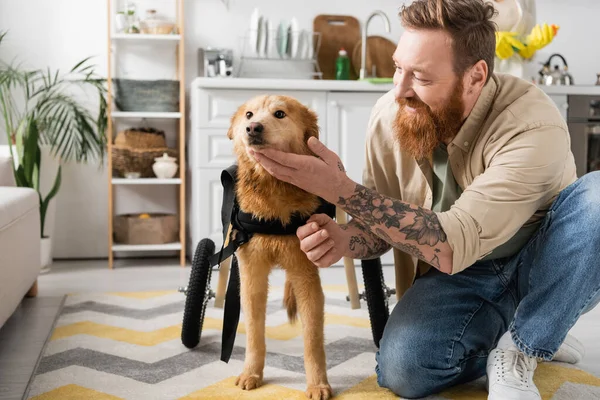 Улыбающийся и татуированный мужчина с бородой ласкает собаку-инвалида на коляске дома — стоковое фото
