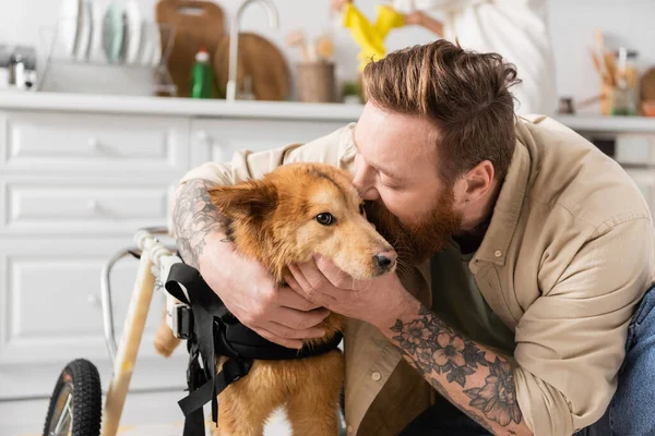 Bearded man with tattoo kissing cute disabled dog in wheelchair — Stock Photo