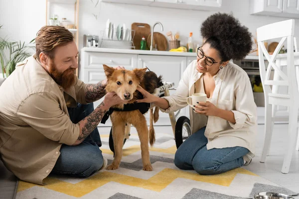 Glückliches und multiethnisches Paar lächelt beim Streicheln eines behinderten Hundes in der Küche — Stockfoto