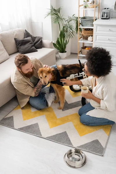 High angle view of smiling multiethnic couple with coffee petting disabled dog at home — Stock Photo