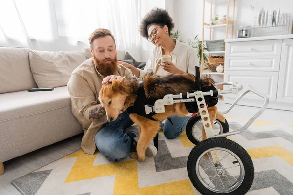 Smiling african american woman holding cup near boyfriend petting handicapped dog in kitchen — Stock Photo