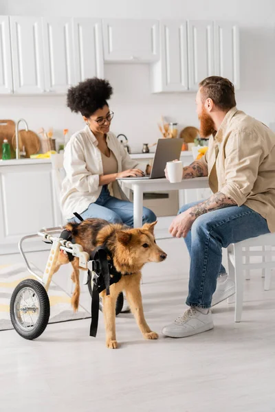 Sorrindo mulher afro-americana usando laptop perto namorado com copo e cão com deficiência na cozinha — Fotografia de Stock