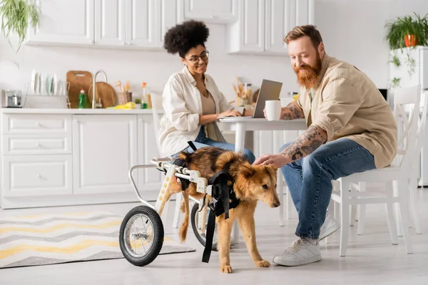 Sonriente hombre sosteniendo la taza y acariciando perro discapacitado cerca de la novia afroamericana utilizando el ordenador portátil en casa - foto de stock